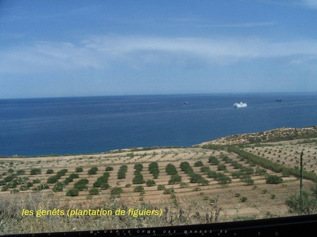 ORAN MAI 2008 3225 les genets.jpg